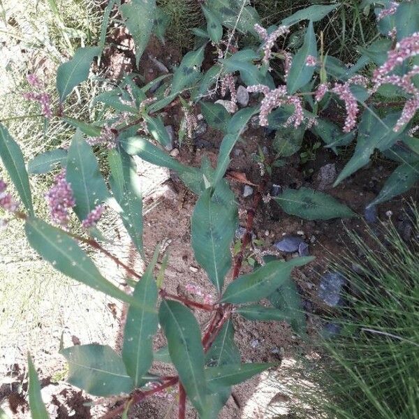 Persicaria lapathifolia Bloem