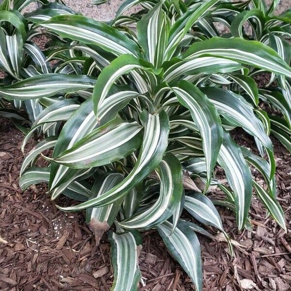 Dracaena fragrans অভ্যাস