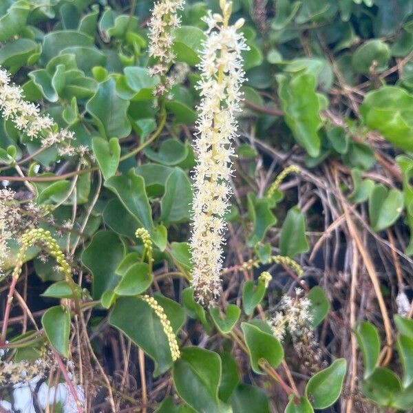 Anredera cordifolia Blüte