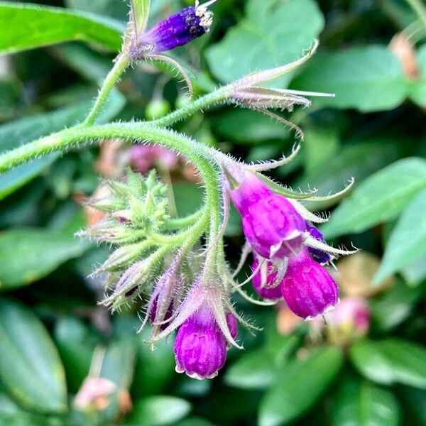 Symphytum officinale Flower