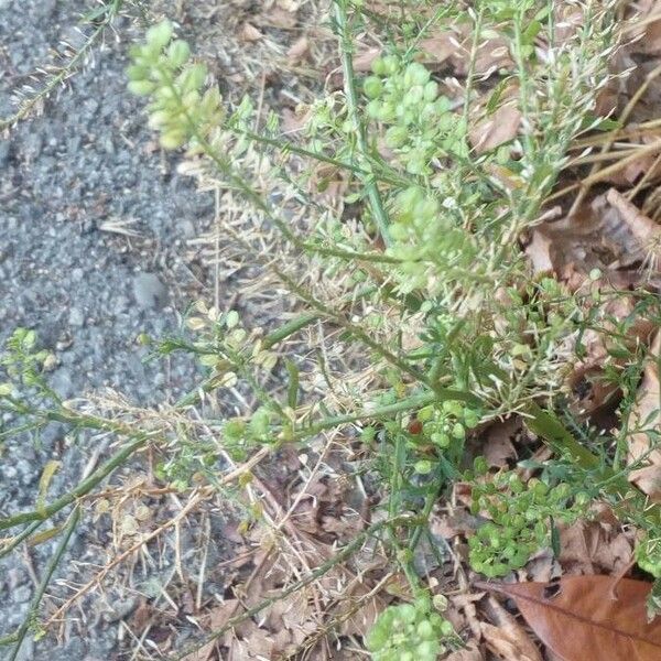 Lepidium ruderale Leaf