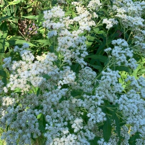 Eupatorium perfoliatum Λουλούδι