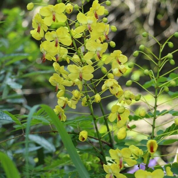 Biancaea decapetala Bloem