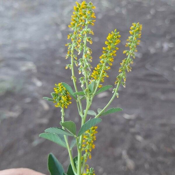 Melilotus indicus Flor