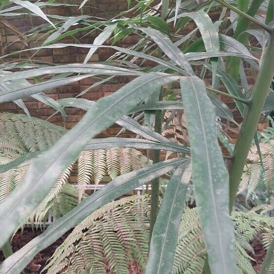 Cycas × multifrondis Hostoa