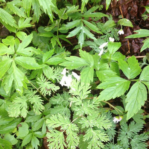 Dicentra canadensis Habitus