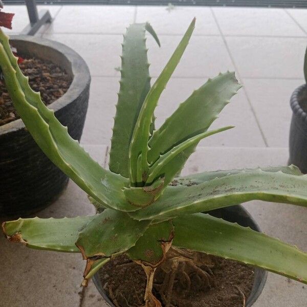 Aloe vera Plod