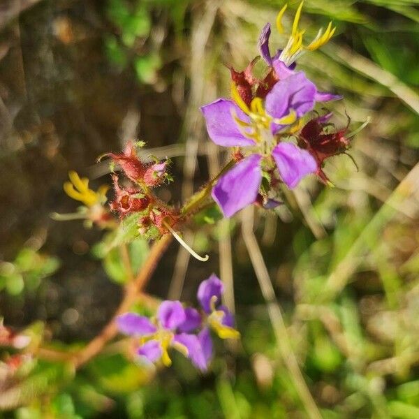 Rhexia virginica Flower