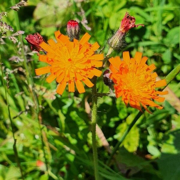 Pilosella guthnikiana Flors