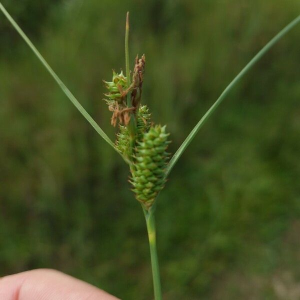 Carex extensa Flower