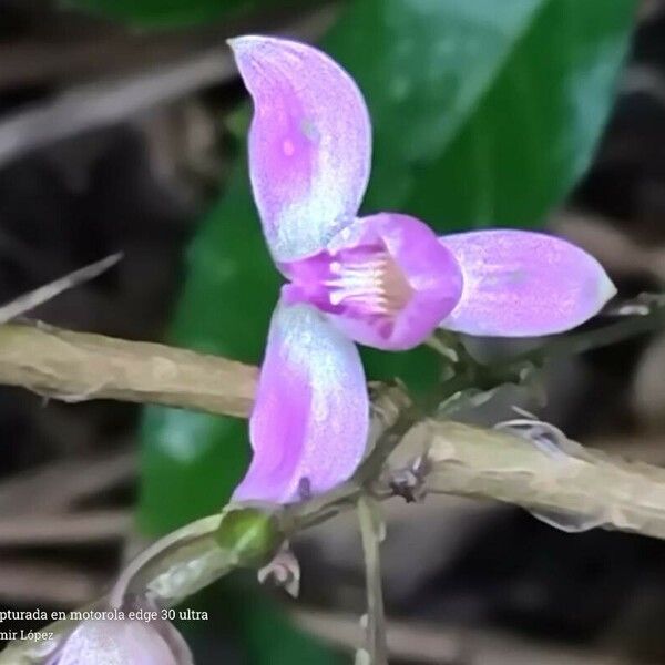 Bletia purpurea Кветка