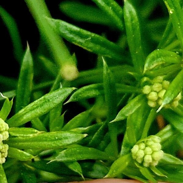 Galium anisophyllon 花