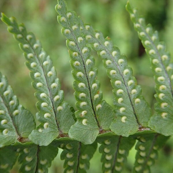 Nephrolepis undulata List