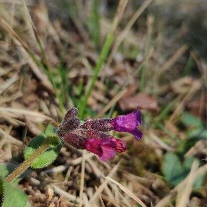 Pulmonaria obscura Flower