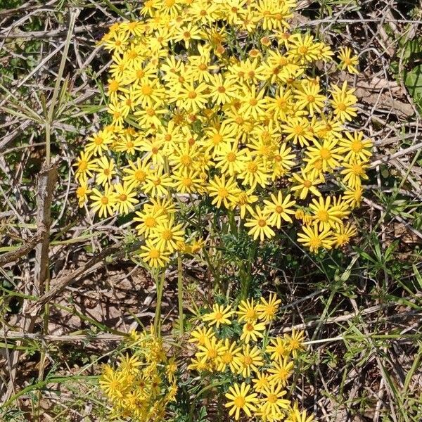 Jacobaea erucifolia फूल