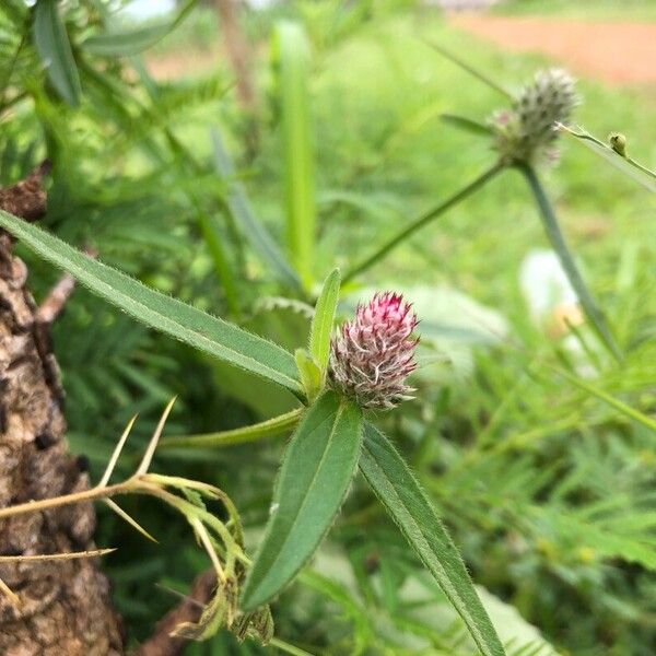 Gomphrena haageana Flower