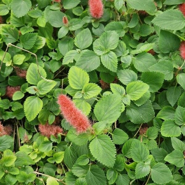 Acalypha hispida Leaf