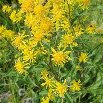 Inula helvetica Çiçek