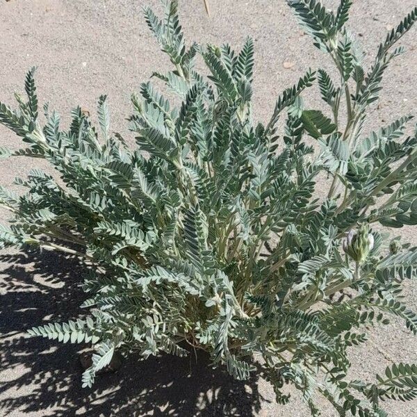 Astragalus garbancillo অভ্যাস