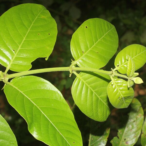 Uncaria tomentosa Fulla