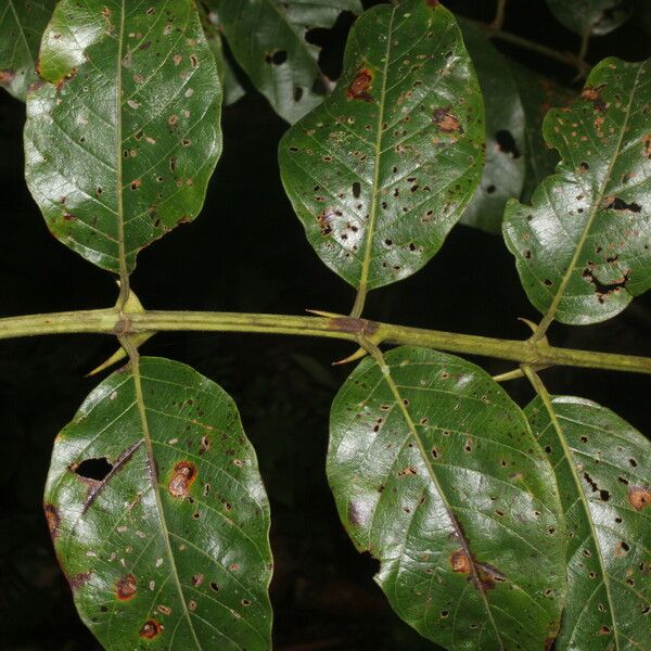 Uncaria tomentosa Fruit