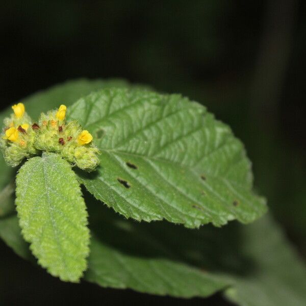 Waltheria glomerata Kvet