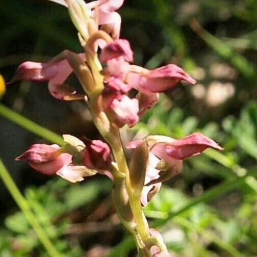 Anacamptis coriophora Žiedas