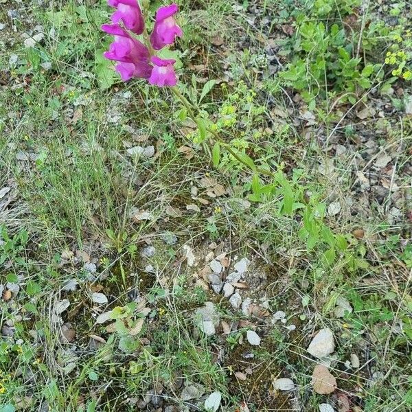 Antirrhinum australe Habitus