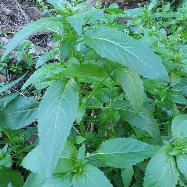 Mercurialis annua Ліст