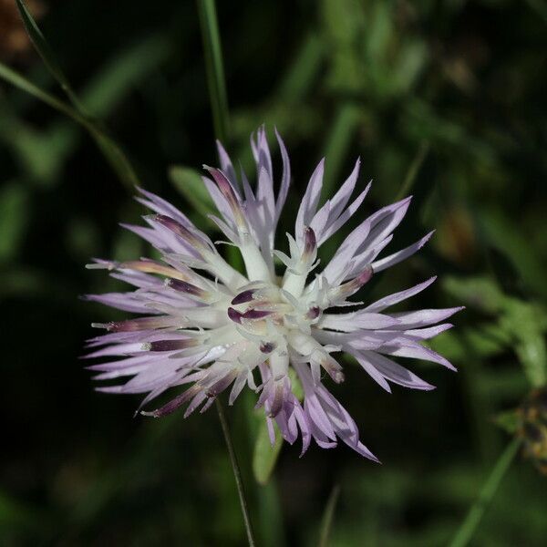 Centaurea aspera Kwiat