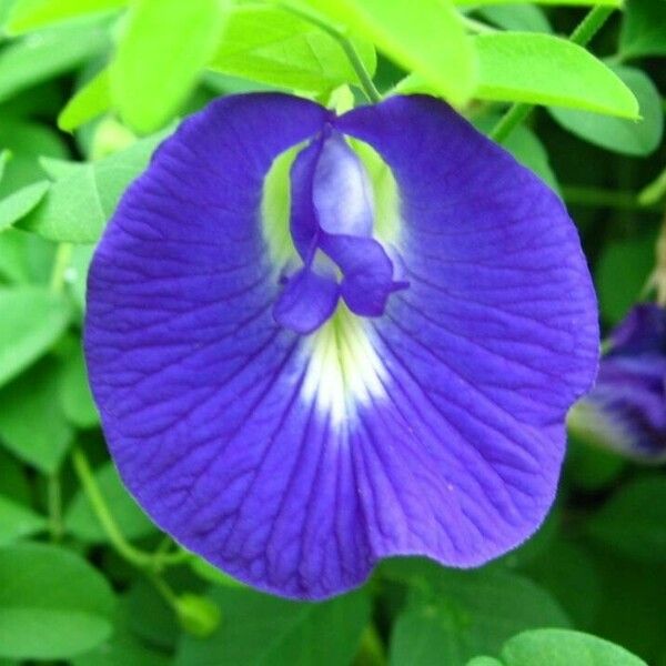 Clitoria ternatea 花