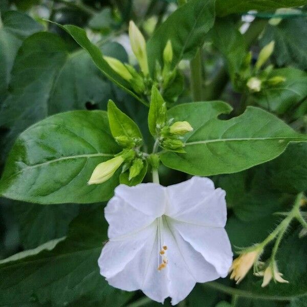 Mirabilis jalapa Flower