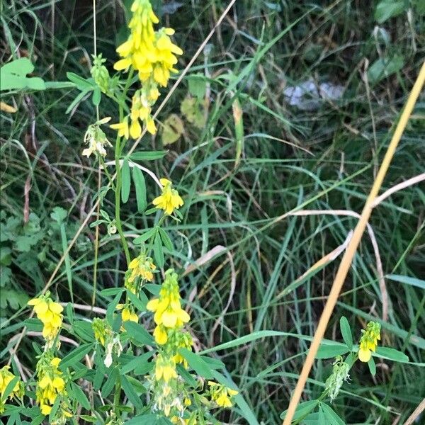 Melilotus officinalis Blad