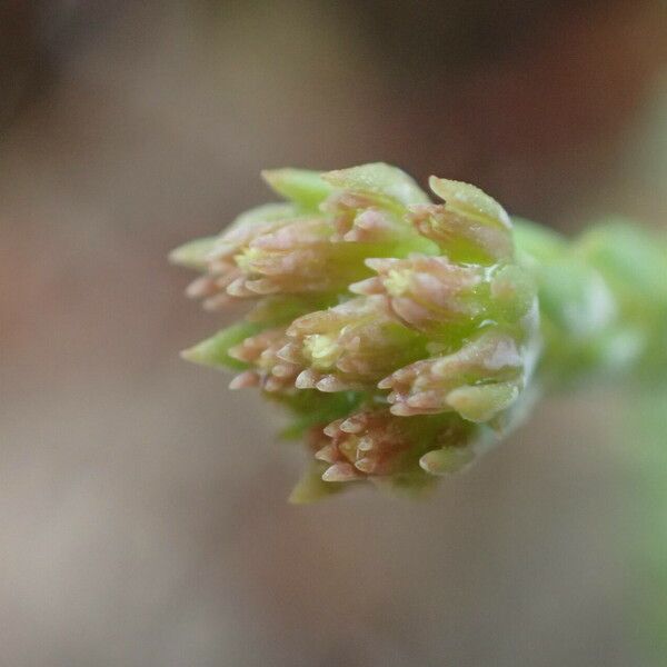 Petrosedum ochroleucum Kukka