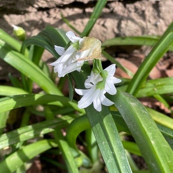 Allium triquetrum Fleur