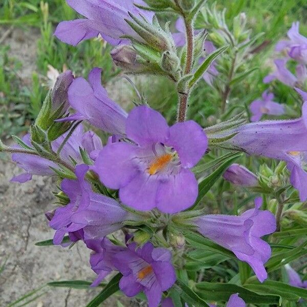 Penstemon jamesii Flower