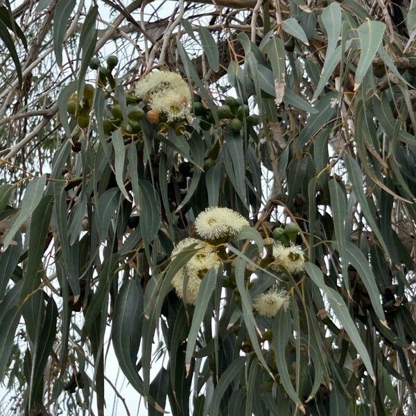 Eucalyptus gomphocephala Lorea