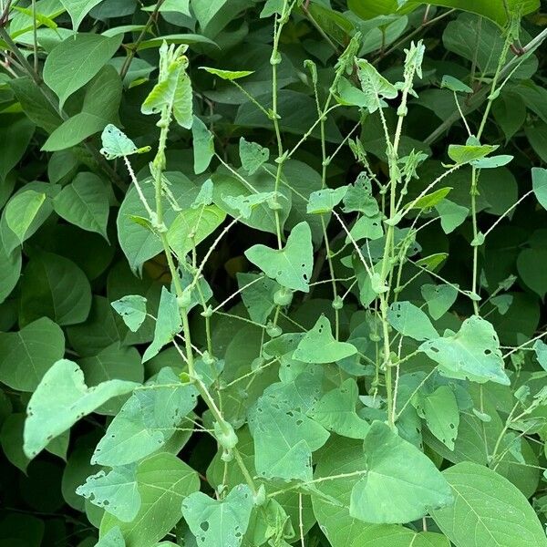 Persicaria perfoliata Leht