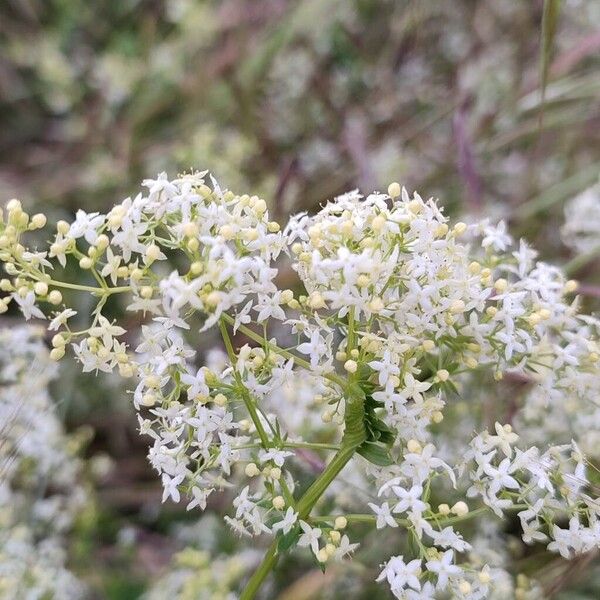 Galium album Blomst