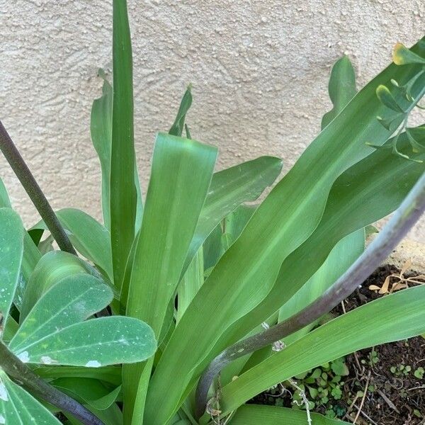 Scilla hyacinthoides Ліст