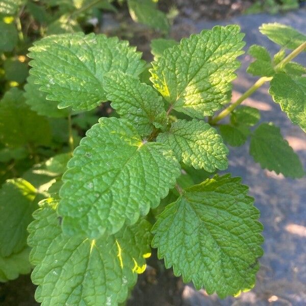 Melissa officinalis Hoja