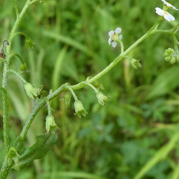 Myosotis scorpioides फल