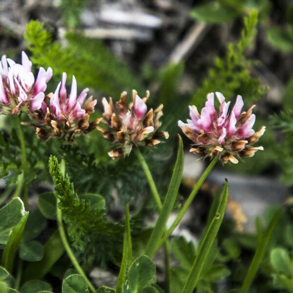 Trifolium thalii Flower