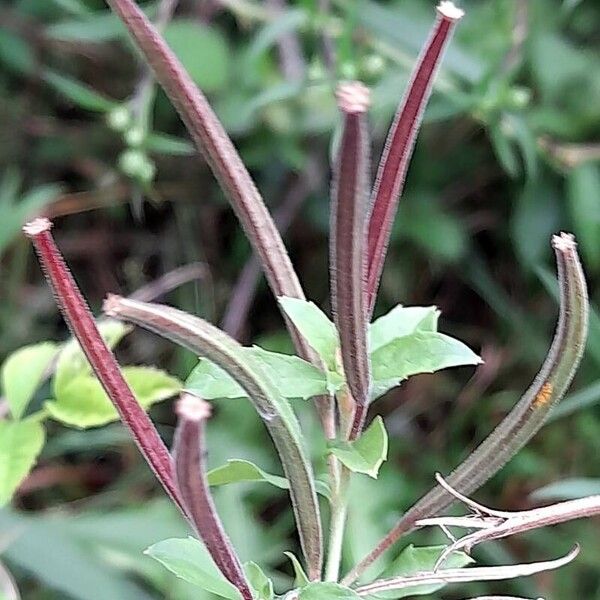 Epilobium hirsutum ᱡᱚ