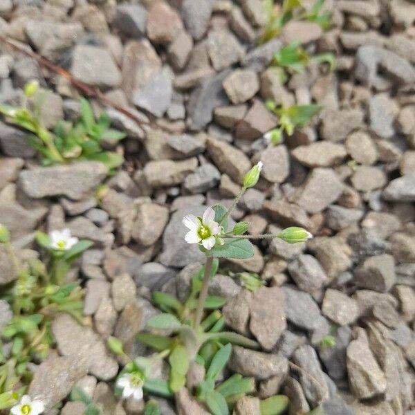 Holosteum umbellatum Fleur