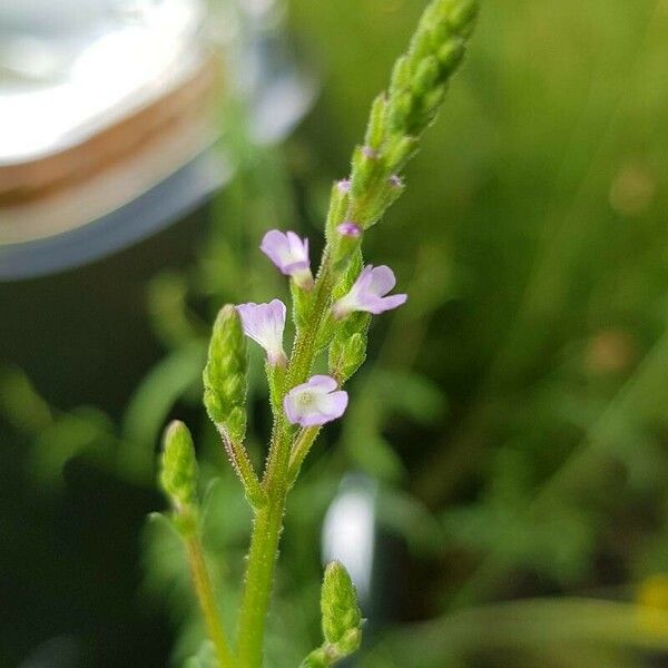 Verbena officinalis Flower