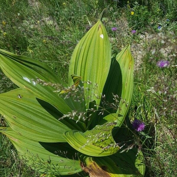 Veratrum californicum Leaf