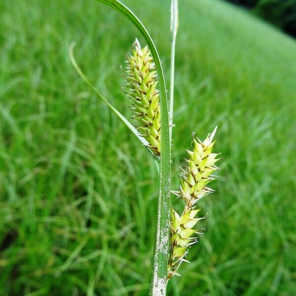 Carex vesicaria Blüte