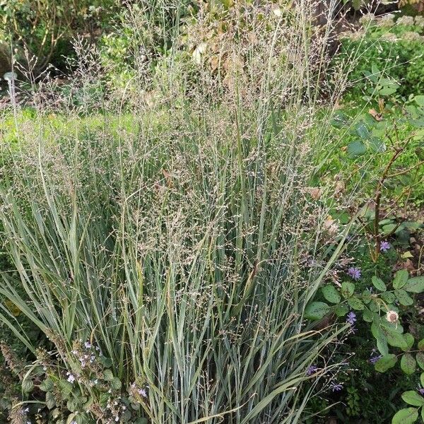 Panicum virgatum Συνήθη χαρακτηριστικά