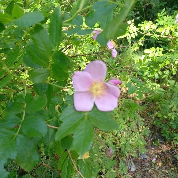 Rosa carolina Flor